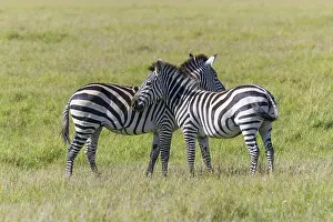 Zebra (Equus quagga), two animal