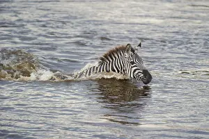 Zebra (Equus quagga), crosses Mara River while migrating