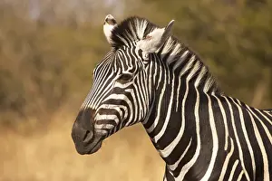 Zebra (Equus quagga), Kruger National Park