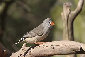 Zebra Finch