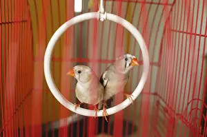 Zebra Finch birds in cage