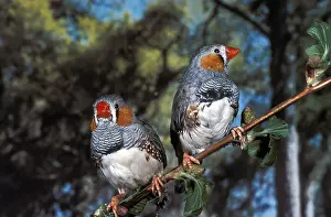 Zebra Finch (taeniopygia guttata)