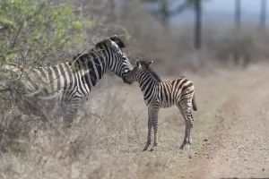 Zebra foal in the wilderness, baby zebra