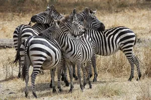 Zebra group (Equus quagga) grooming each other