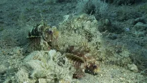 Zebra Lionfish (Dendrochirus zebra) lies on sandy bottom