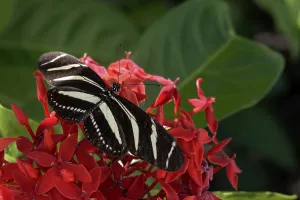 Zebra Longwing or Zebra Heliconian (Heliconius charithonia) on Scarlet Jungleflame (Ixora coccinea)