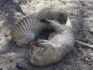 Zebra mongoose (Mungo mongoose)