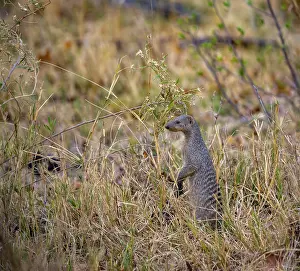 Zebra mongoose (Mungos mungo) standing upright