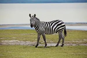 A zebra mother and baby