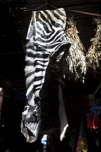 Zebra skin in the medina, souk