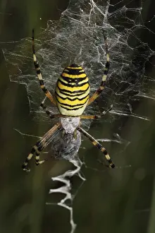 Zebra spider (Argiope bruennichi)