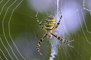 Zebra spider, wasp spider (Argiope bruennichi) in web with dewdrops