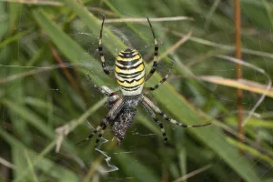 Zebra spider, wasp spider with prey hanging in web looking down