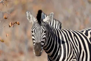 Zebra in the wilderness of Africa