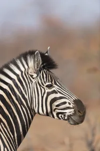 Zebra in the wilderness of Africa