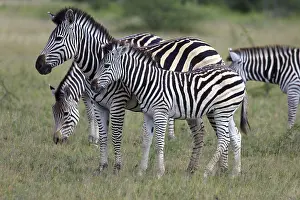 Zebras