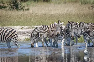 Several Zebras drinking in the Chobe National Park