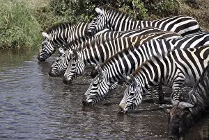 Zebras (Equus quagga) drinking at a watering hole