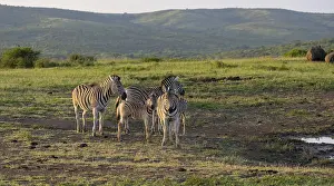 Zebras in Hluhluwe National Park South Africa Zebras in Hluhluwe National Park Nature Reserve South Africa