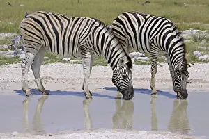 Zebras, Steppenzebras, Etosha, Namibia