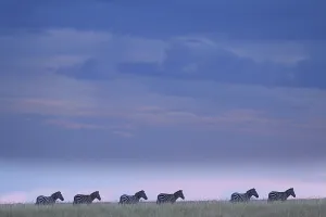 Zebras in the wilderness of Africa