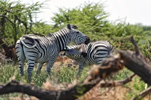 Zebras, zebra, plains zebra (Equus quagga)