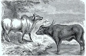 Zebu (Bos indicus) und Bueffel