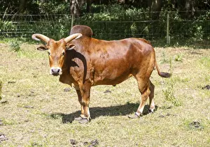 Zebu cattle bullock with horns and hump standing in field