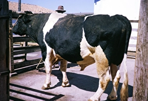 Zebu Fresian bull in the cattle breeding area of the estate, Fazenda Sant Anna, Campinas, Brazil, South America 1962, South America
