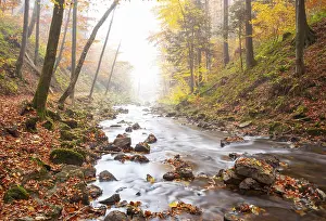 Zellerache flows through autumn forest in morning mist