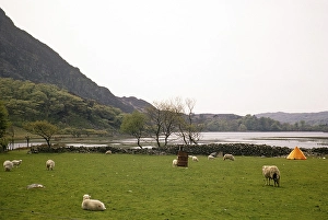 Zeltlager in einer Schafherde in Cwm Bychan, Llanbedr, Gwynedd, ehemals Meirionnydd, Wales, Vereinigtes Koenigreich Mai 1972
