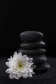 Framed Print : Zen basalt stones and white chrysanthemum on black background
