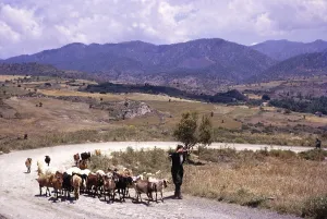 Ziegenhirte mit Ziegen auf einer Landstrasse mit fernen Bergen im laendlichen Zypern 1963