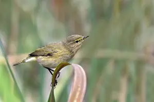 Zilpzalp (Phylloscopus collybita) sitting on a leaf