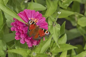 Zinnias (Zinnia), and butterfly