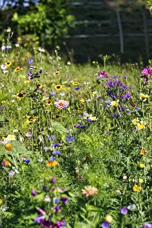 Zinnias (Zinnia elegans), viper's bugloss (Echium)