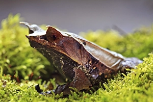 Zipfelkroetenfrosch Horned frog (Megophrys monticola)