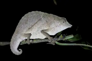 Zomba pygmy chameleon (Rieppeleon brachyurus)