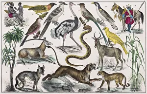 Zone painting, Middle Africa, Upper Guinea