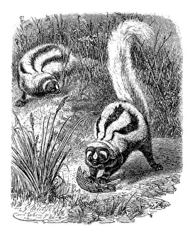 Zorilla or striped polecat (Ictonyx striatus)
