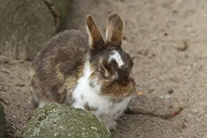 Zwergkaninchen mit getruebtem Auge