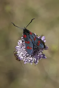 Zygaena filipendulae, common ram
