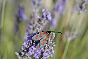 Zygaena filipendulae, glans ram, droplets of blood