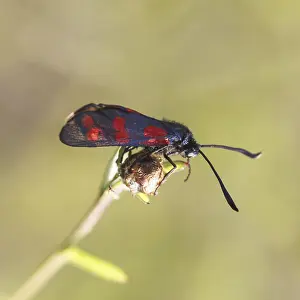 Zygaena filipendulae, Sechsfleck-Widderchen