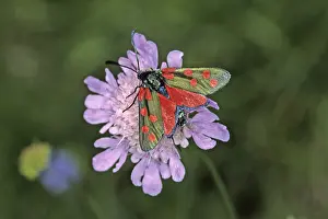 Zygaena transalpina, river valley ram